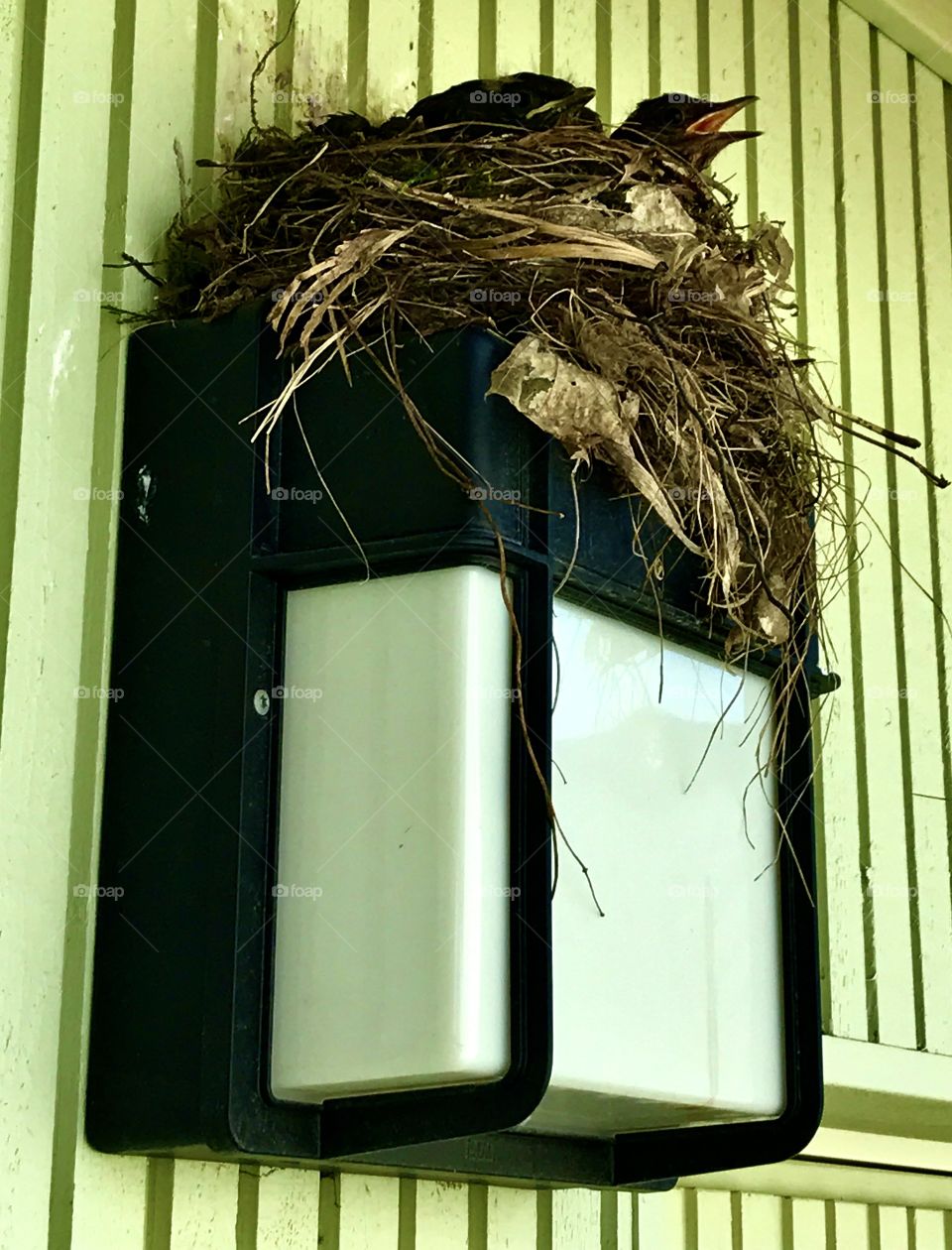 Little birds ready to leave nest