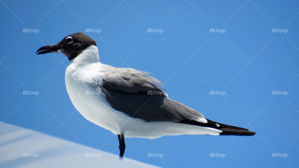 the portrait of a seagull