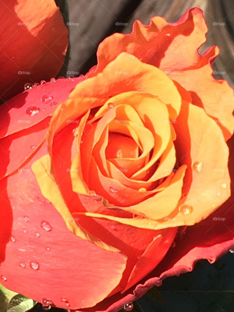 A close up of a beautiful rose in full bloom.