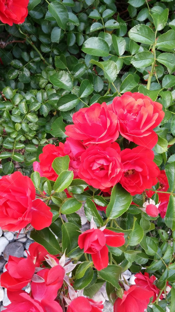 Red Roses. Roses