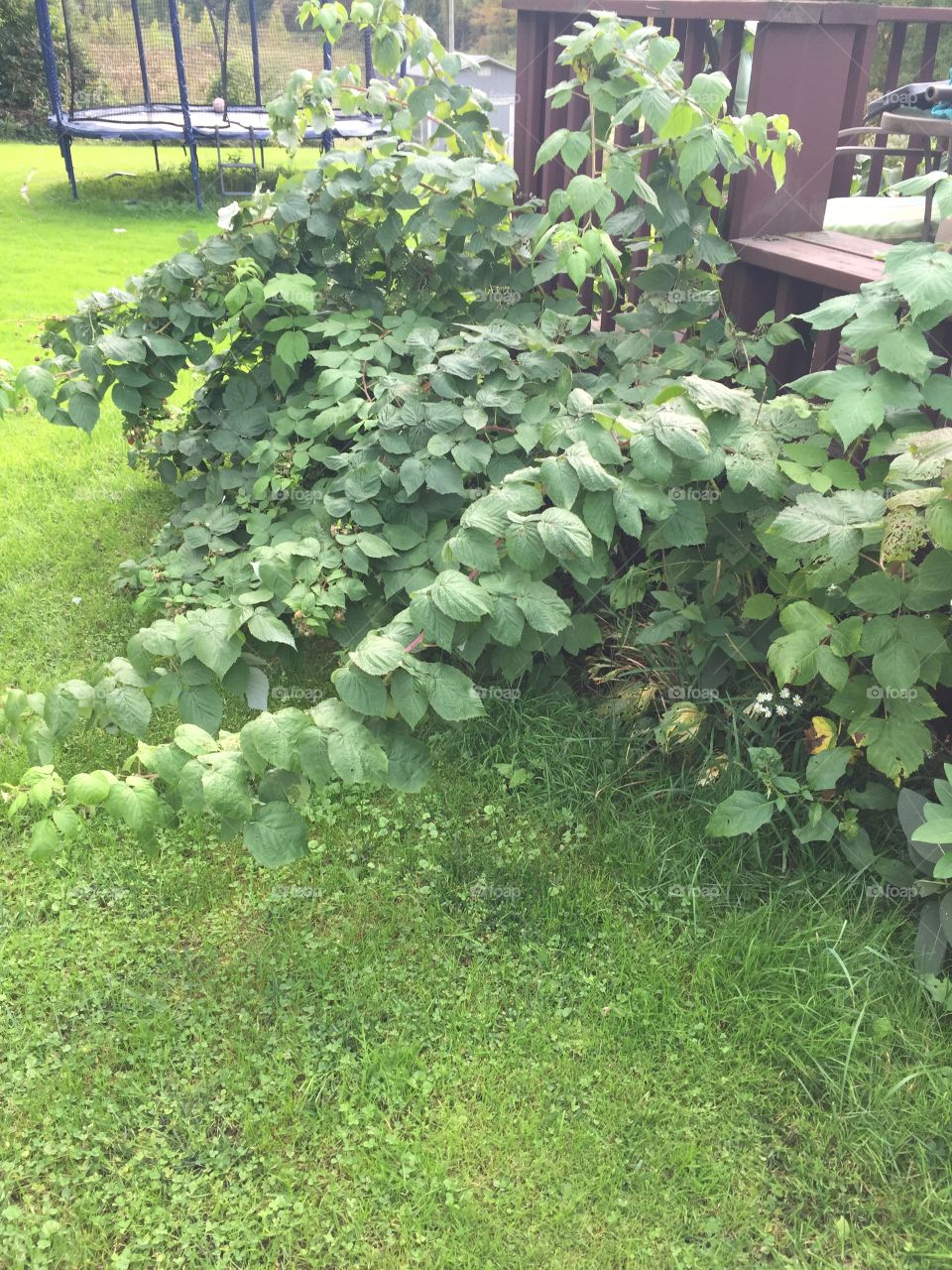 Over grown raspberries 