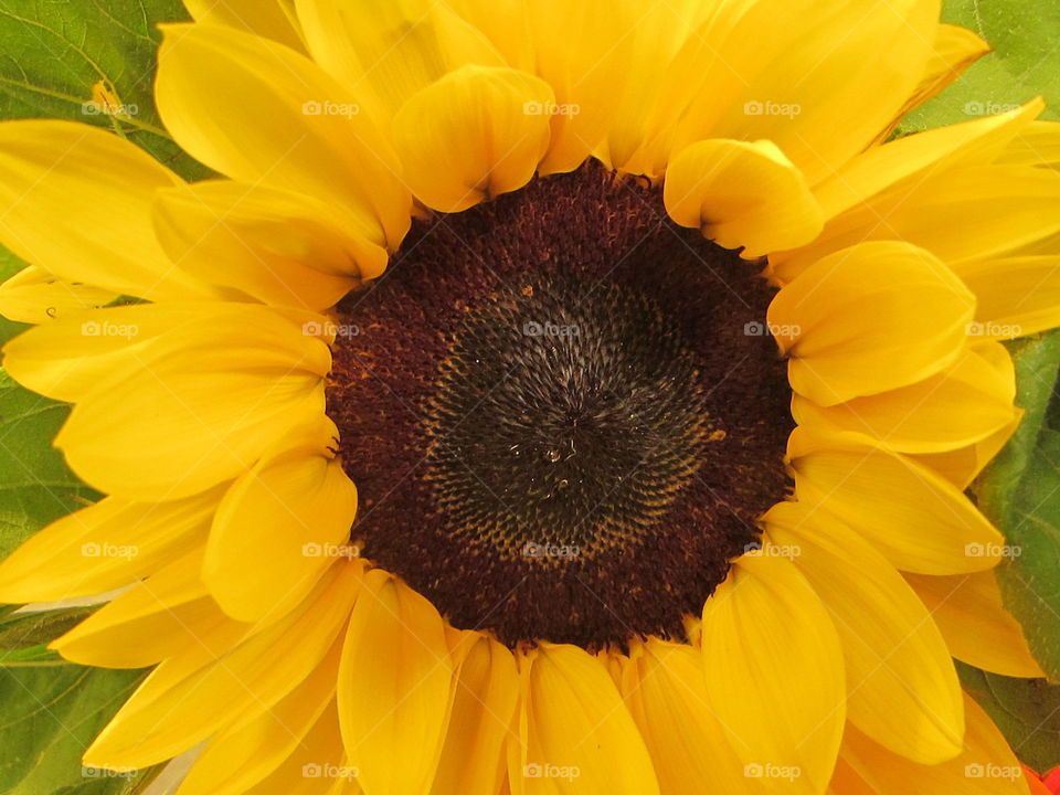 sunflowers. a big bright sunflower.