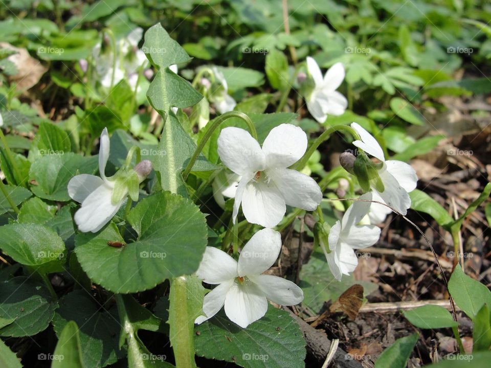 White forest violets