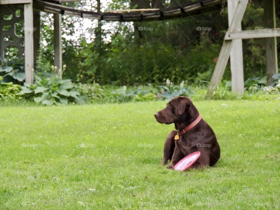 Chocolate lab laying in the grass with a frisbee