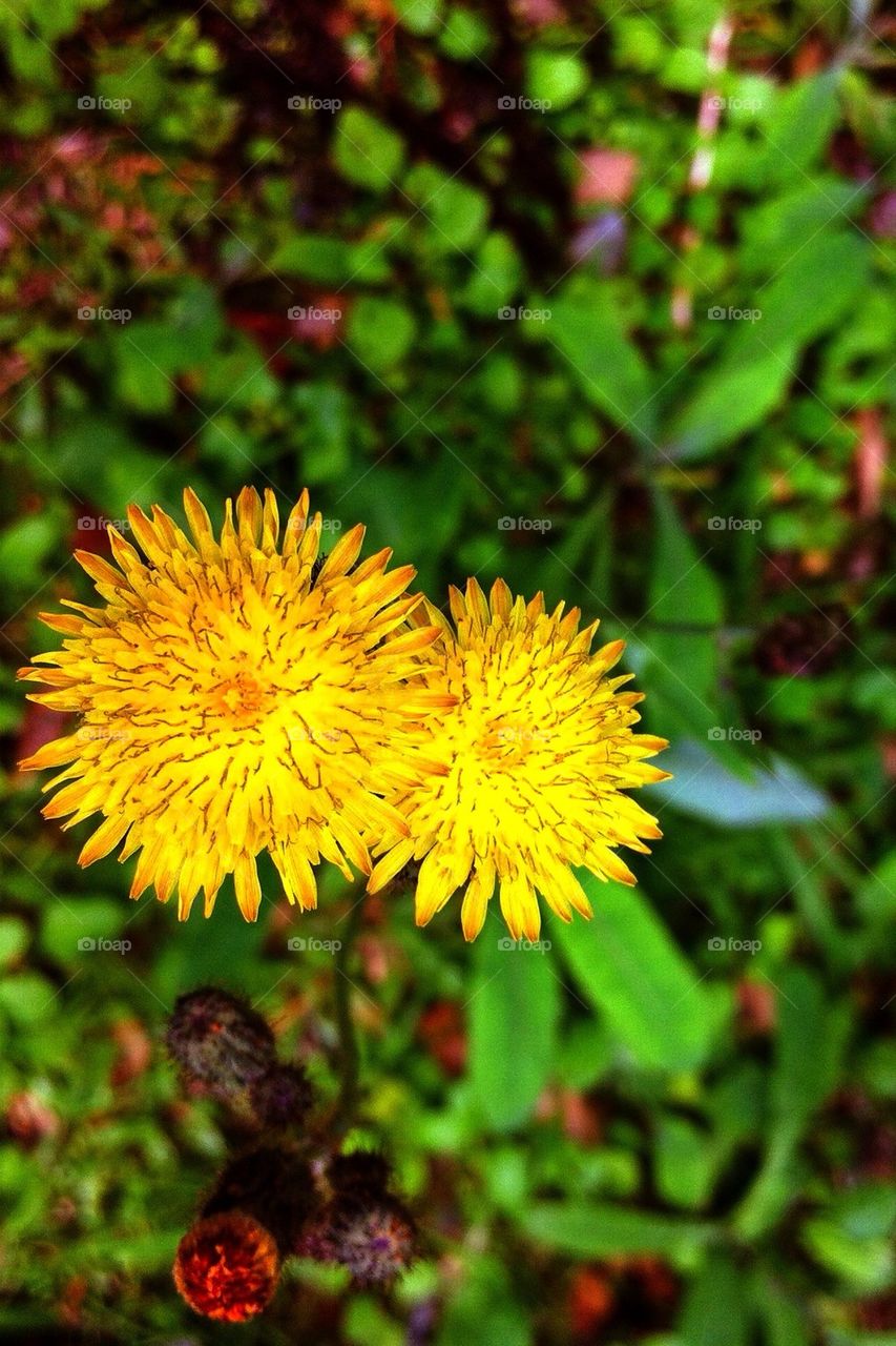 Yellow flowers