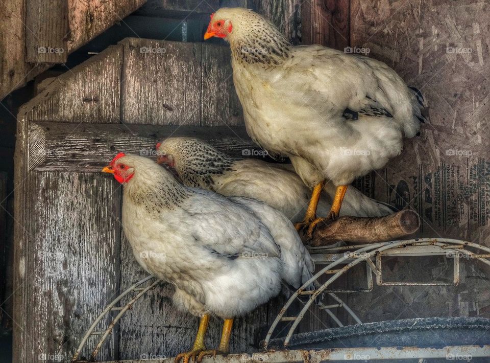 Chickens in wooden coop