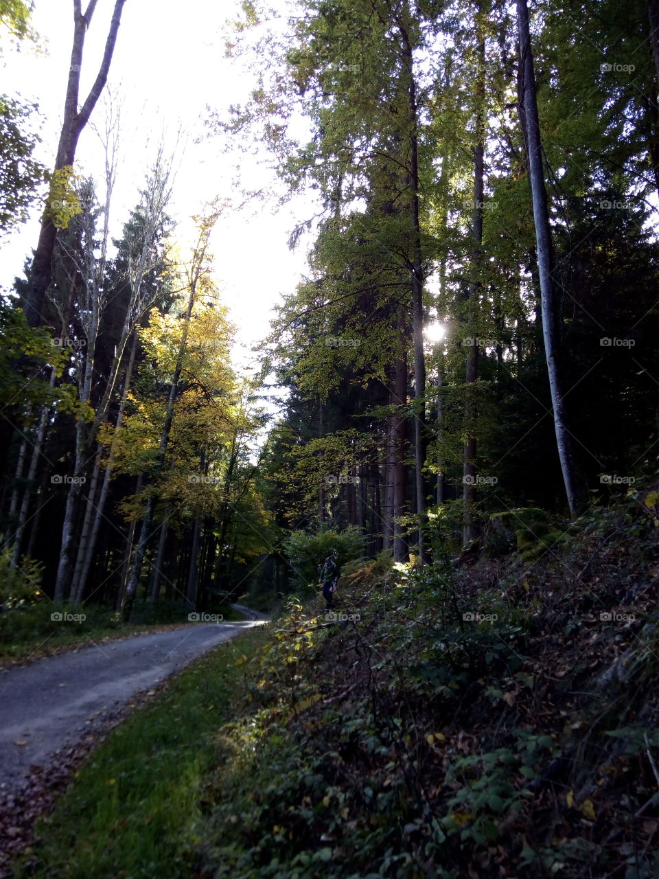 Sonne in Schwarzwald