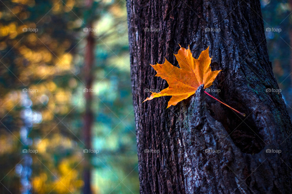 Autumn leaves