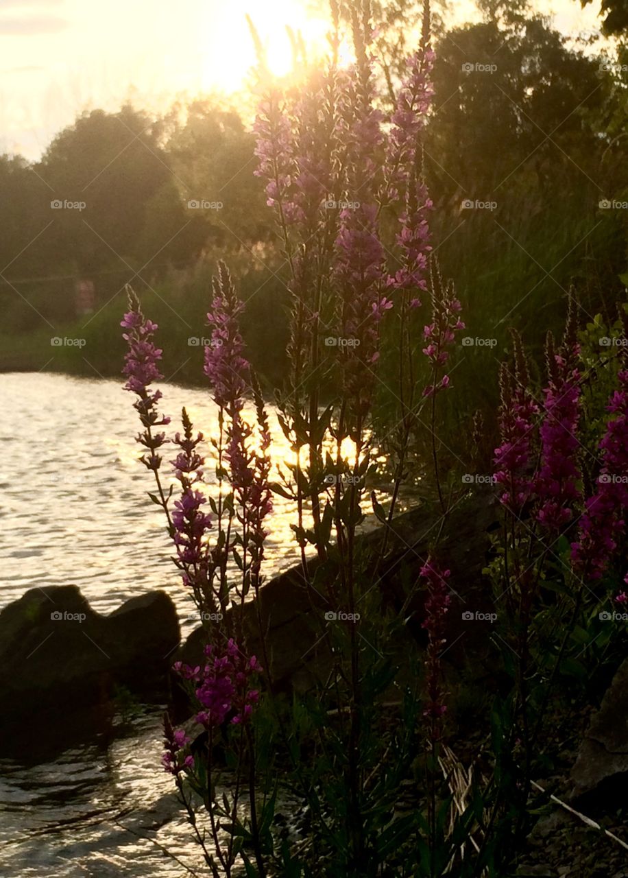 Purple wildflowers near the water at sunset