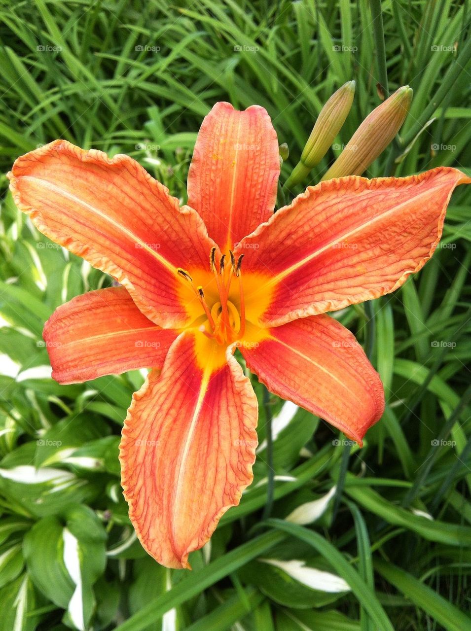 Orange Lilies
