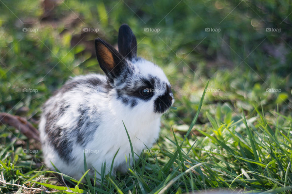 Bunny in the grass