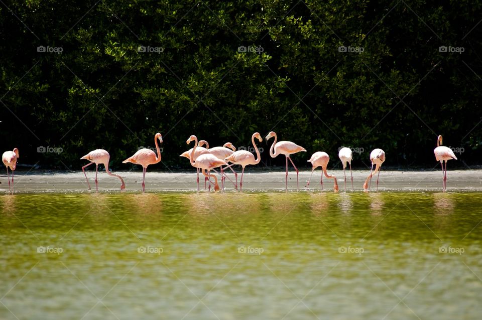 Group of flamingo's on beach