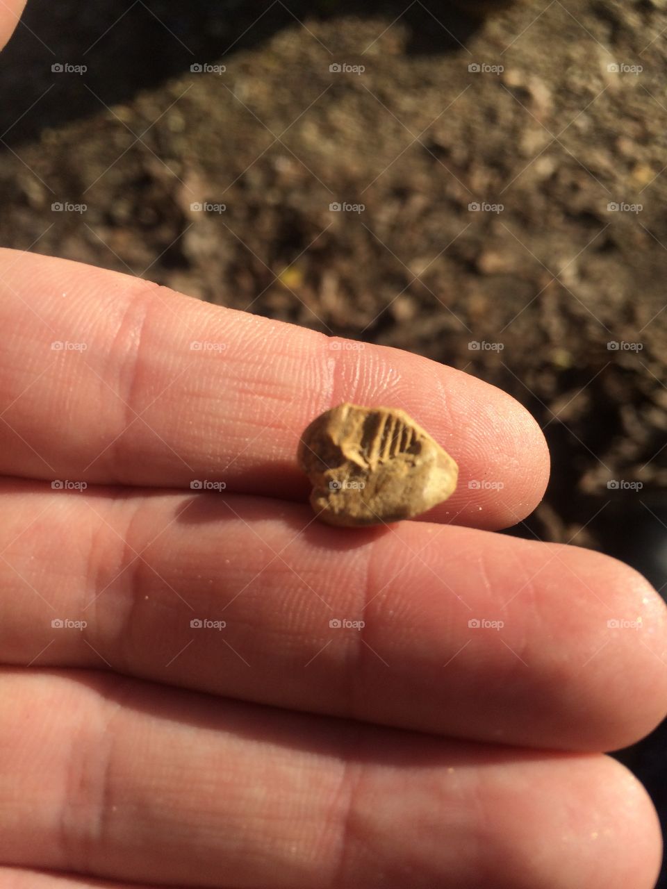 Tiny Fossil 