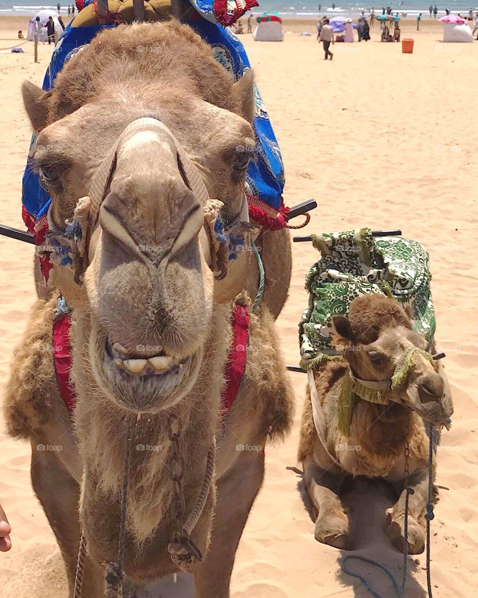 Kamele in Agadir Marokko 
