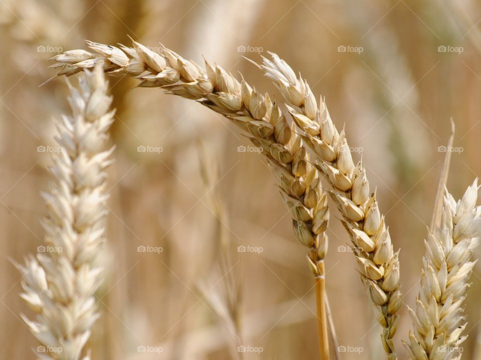 Grains of wheat