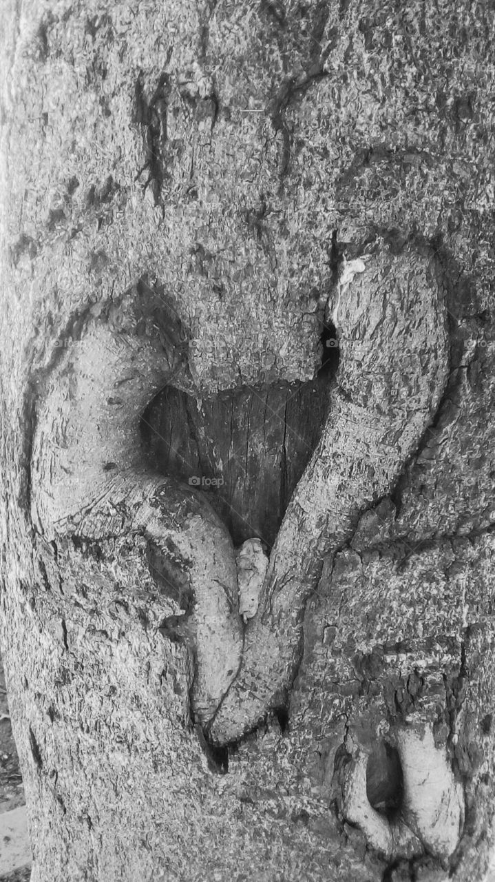 Big natural heart on old rough bark tree outdoors