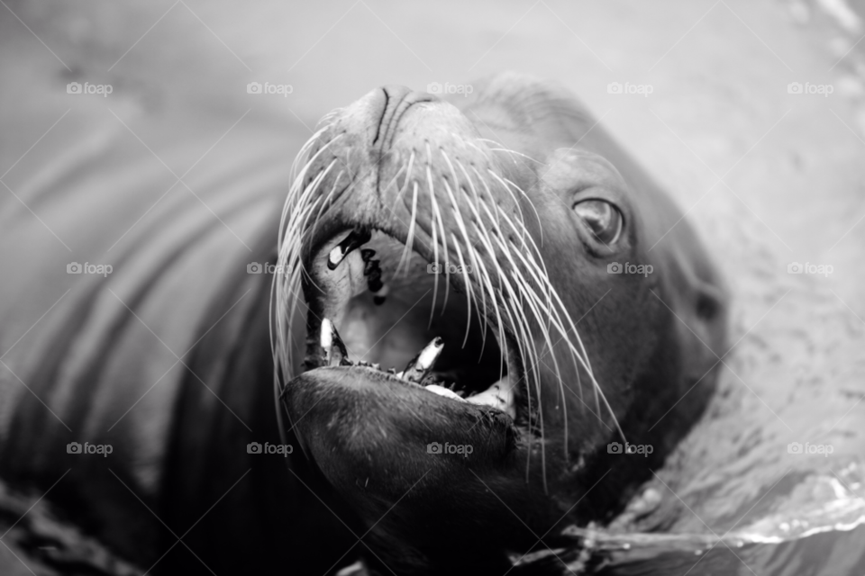nature teeth seal monochrome by maapu