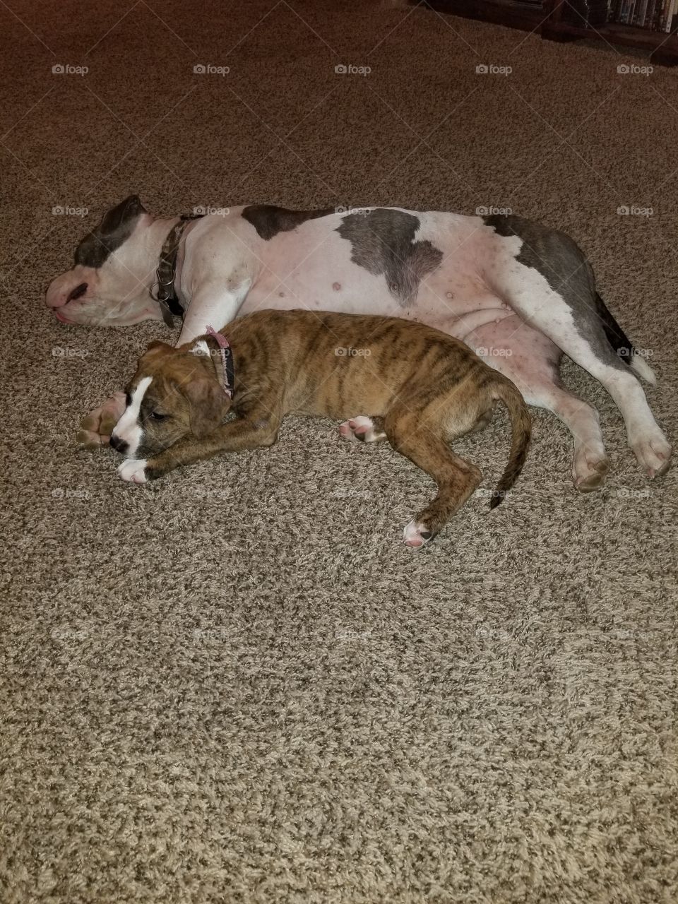 Bully's At Rest