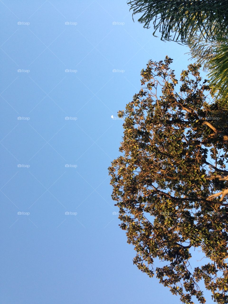 Looking Up 

Published by:
HappyBrownMonkey 