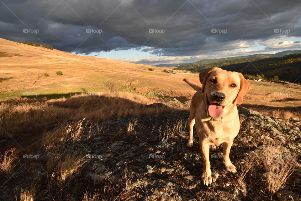 High energy, loving and caring Golden Labrador in one second of stillness. Running in the dry, rolling hills of beautiful Rock Creek, British Columbia.