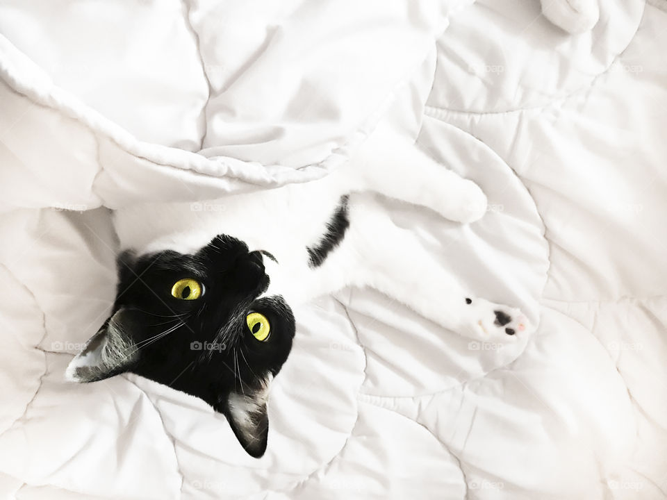 Cute cat in white bed 