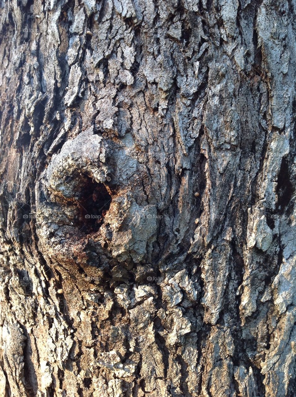 colors tree texture bark by king