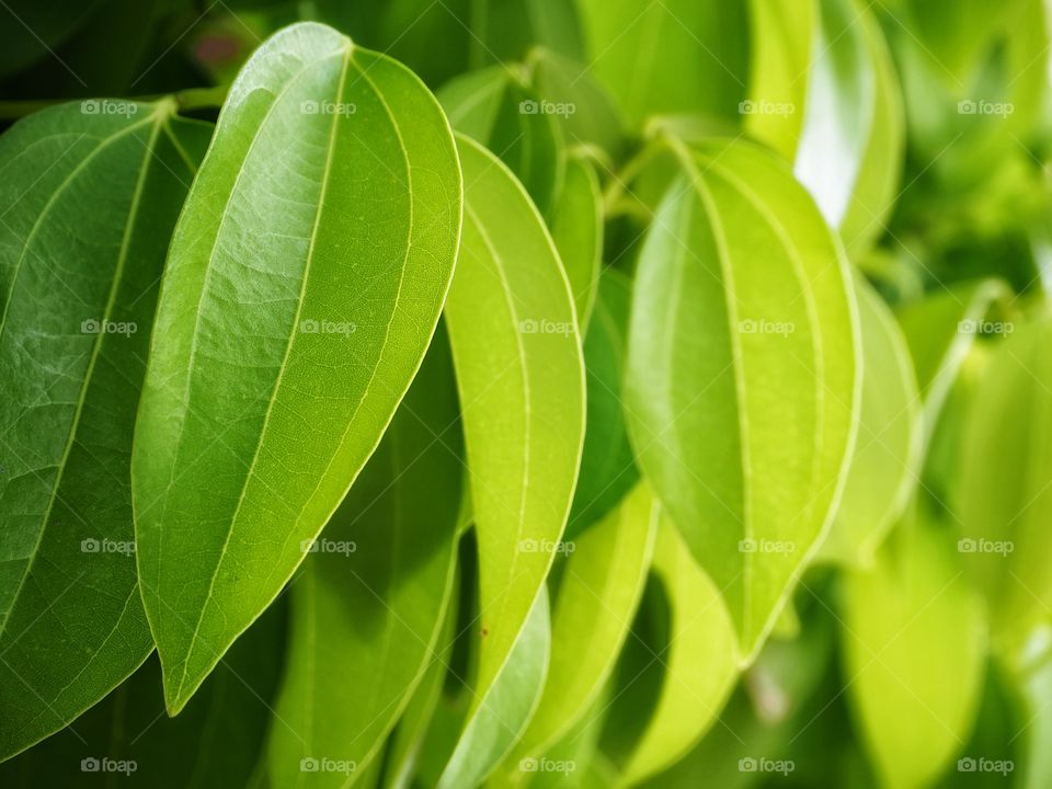 Green​ leaf​