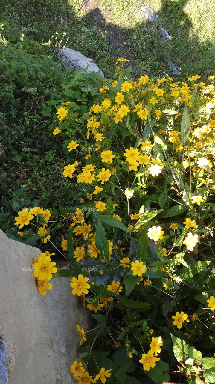 Most beautiful yellow flower