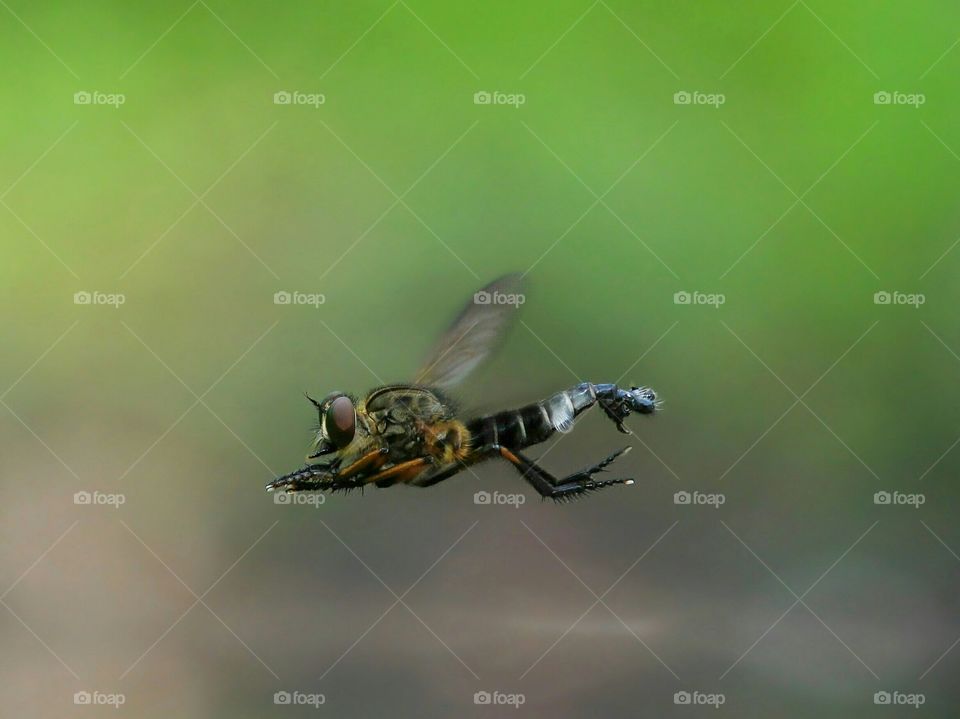 Male Robberfly (Asilidae)
Capture when fly hovering before mating