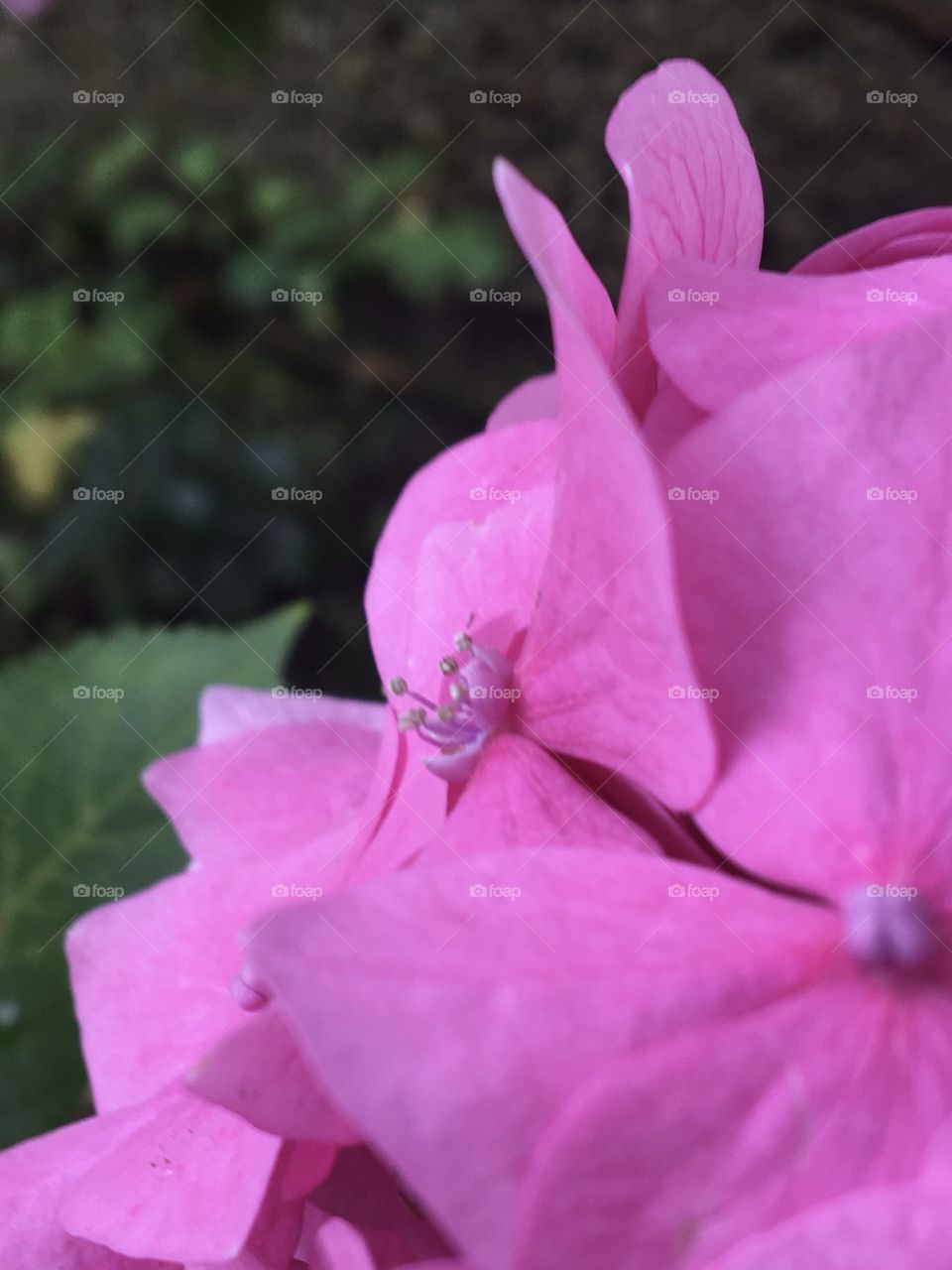 Close up of blooming hydrangeas 