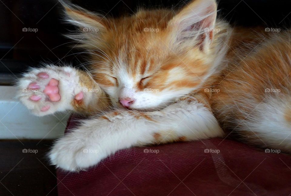 Cute sleeping kitten