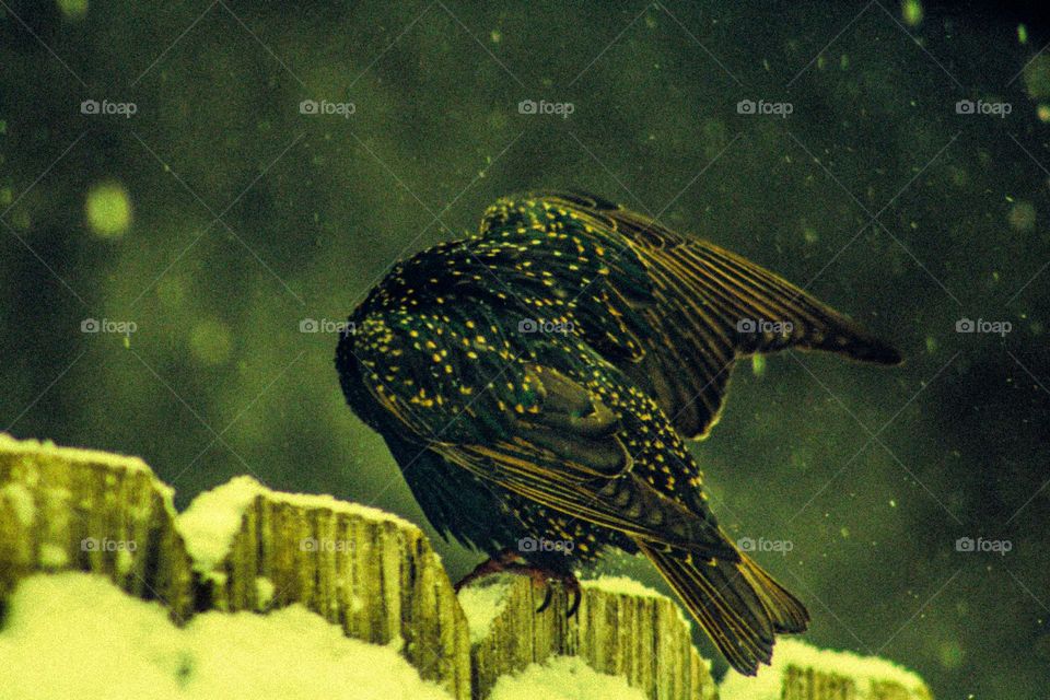 black and brown bird with white spots pecking at its extended wing while sitting on a snow covered fence in the middle of a snowstorm