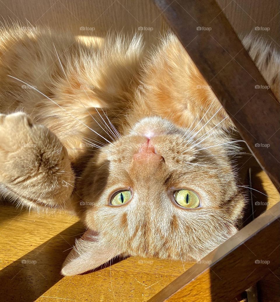 An orange tabby cat laying upside down in the sun