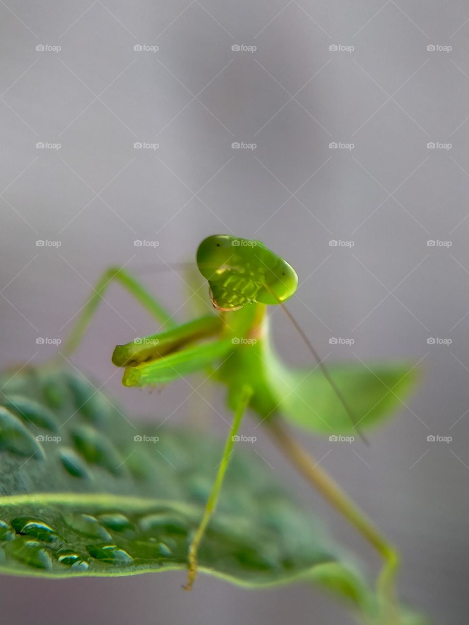 Green praying mantis.