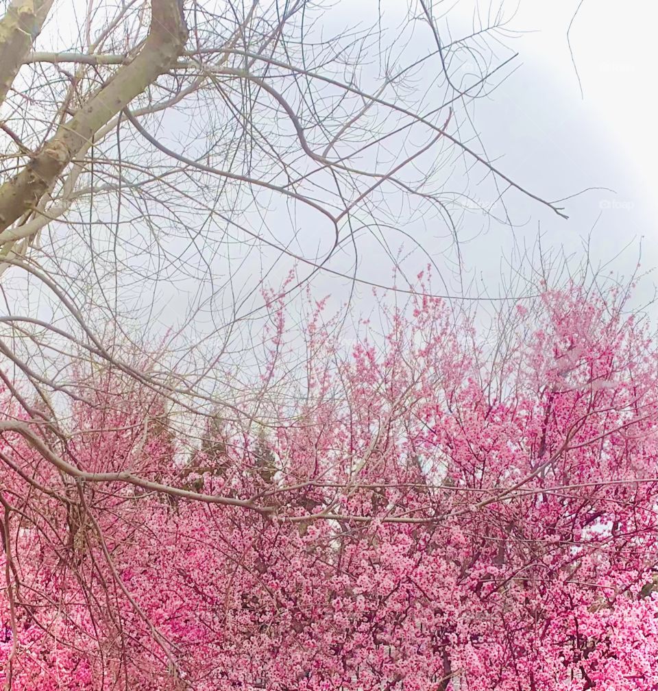 Beautiful cherry blossom pink flowering trees in bloom USA, America 