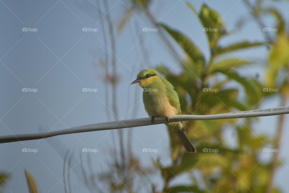 bee-eater seating on wire