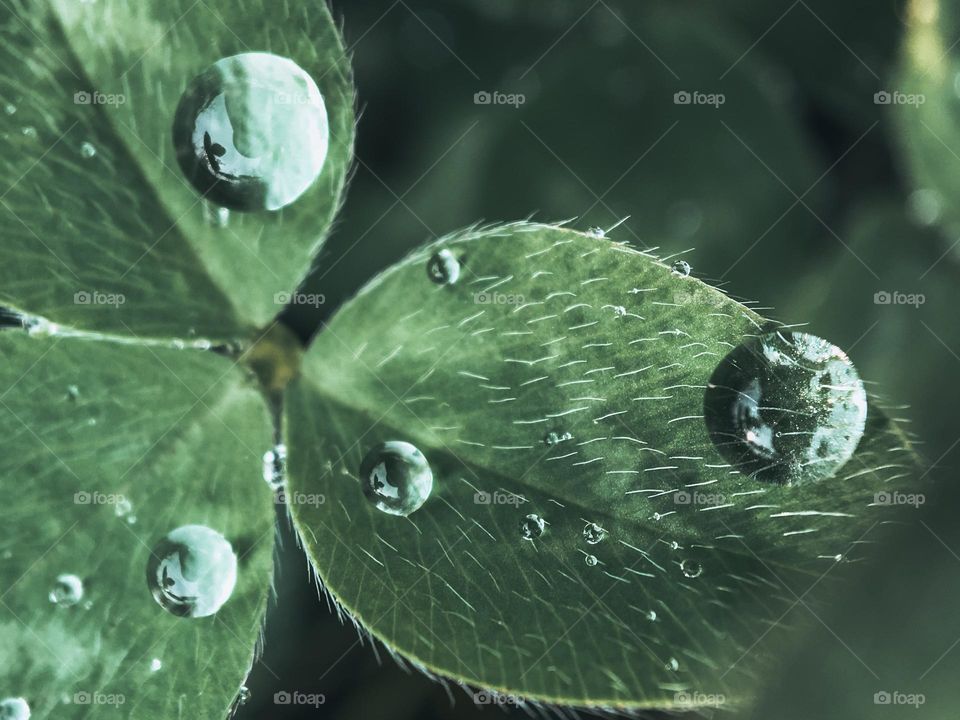 Macro drops of dew on the leaves of the clover