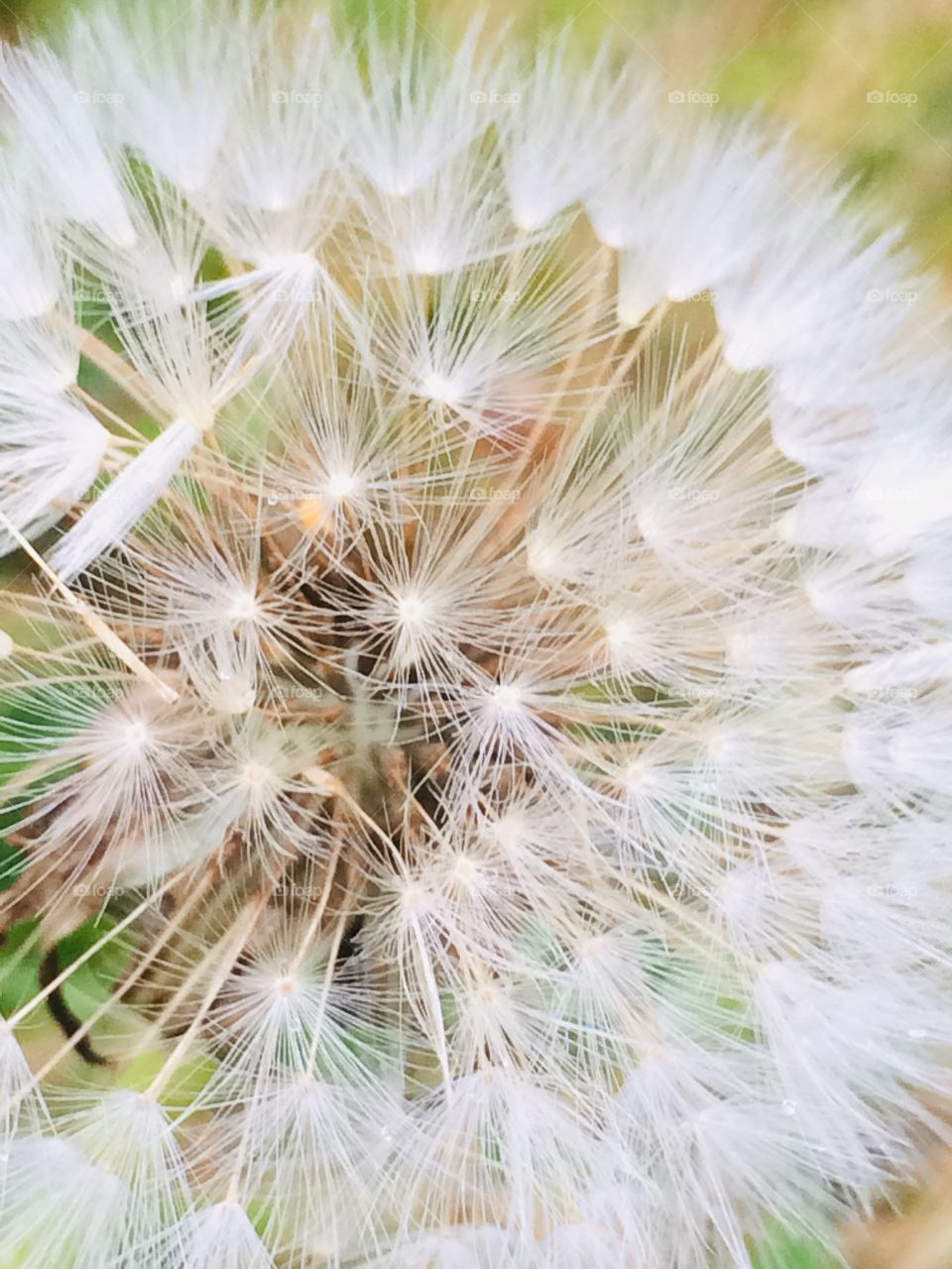 Dandelion 