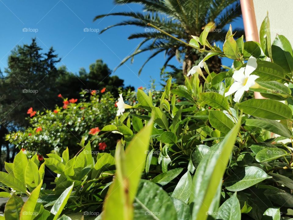 Plants and palm in a sunny day