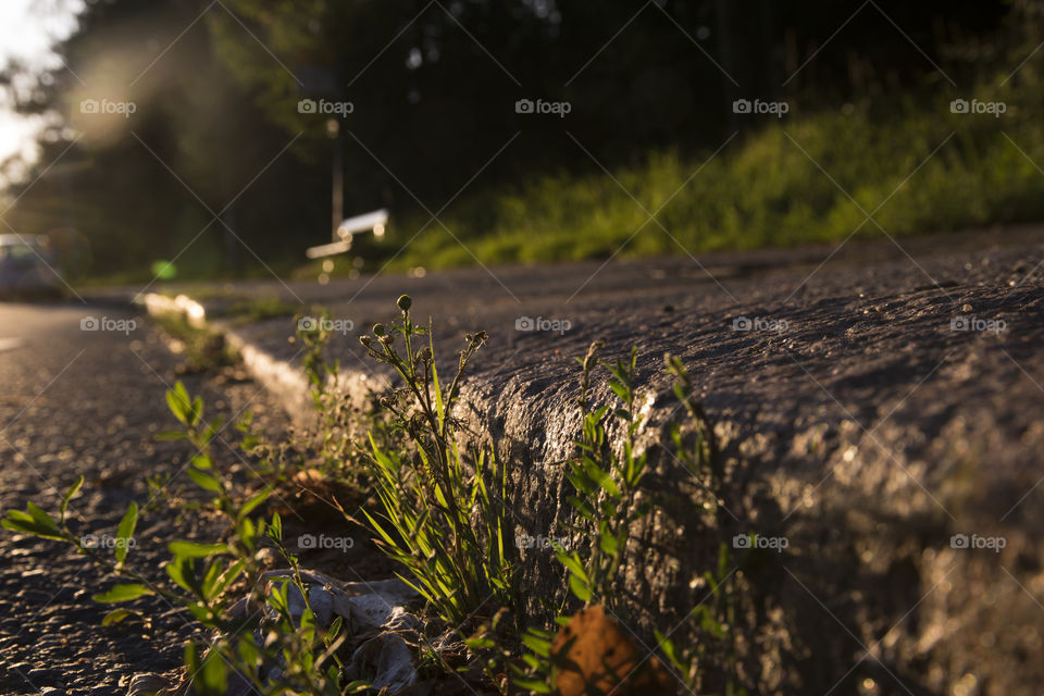 Plants, flowers and grass by the side of the steet next to the pavement in golden hour light.