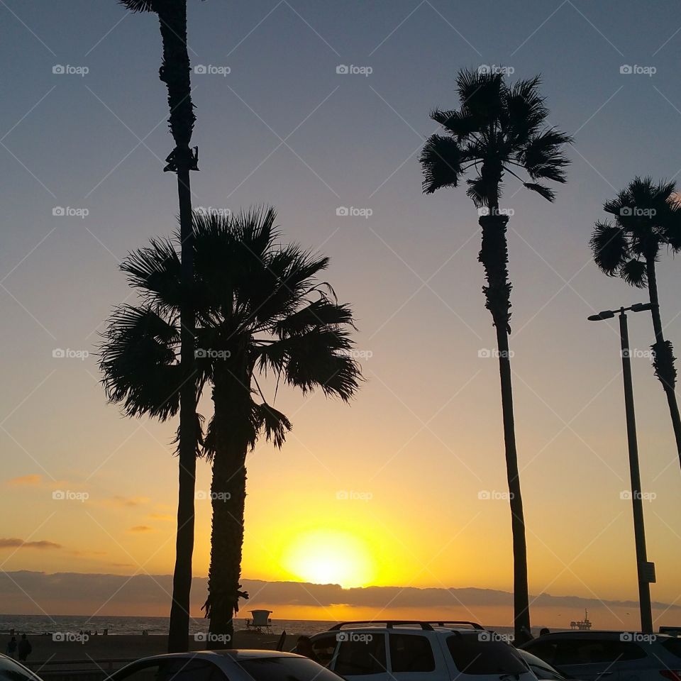 palm trees, California