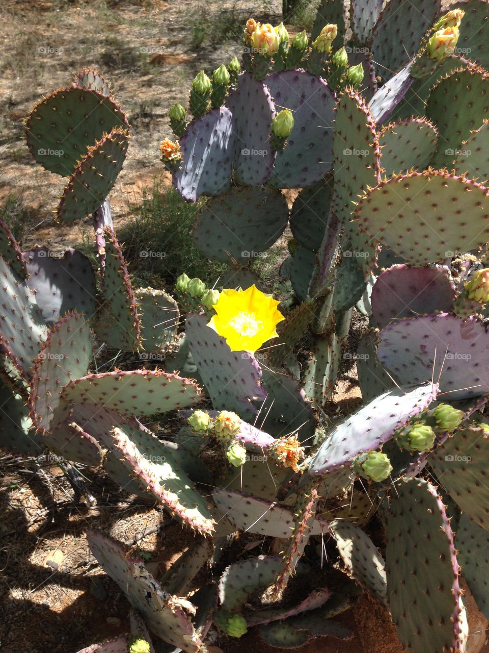 Cactus blossom. Cactus flower