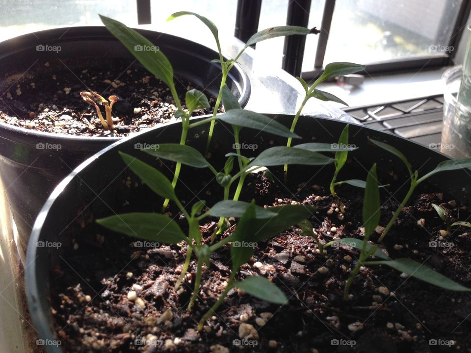 Bell pepper seedlings