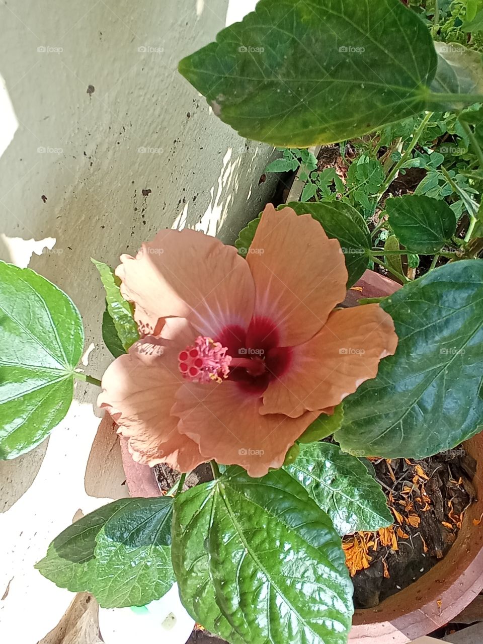 beautiful hibiscus flower 🌺🌻🌹🌷