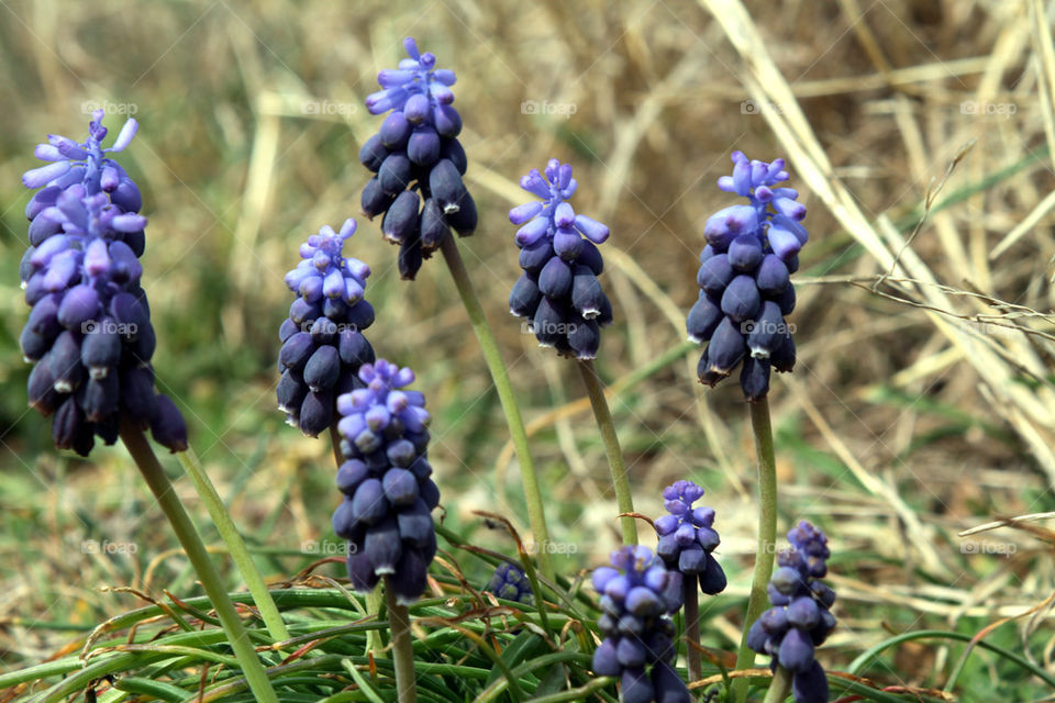 Small grape hyacinth