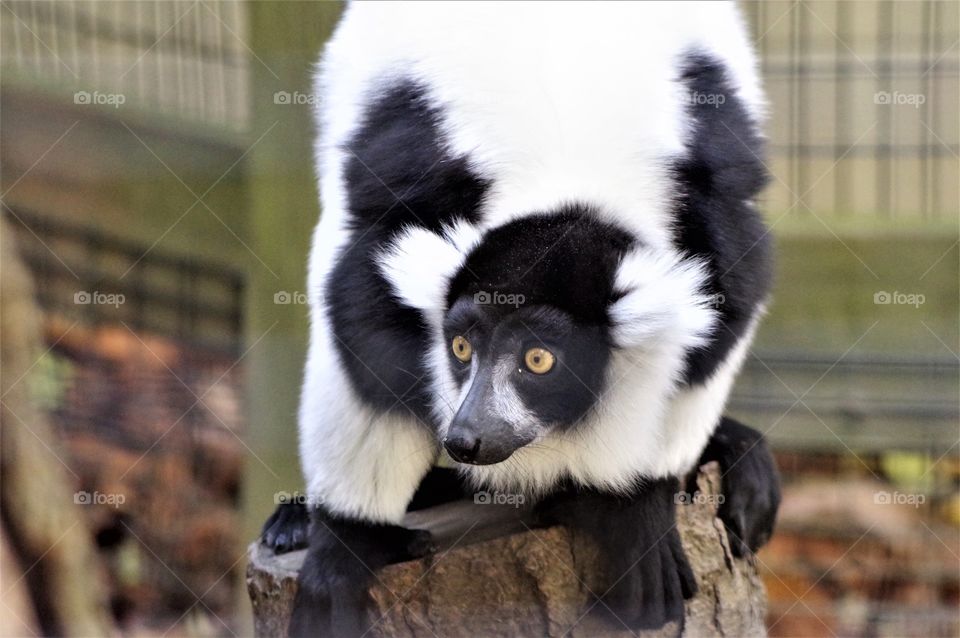 Lemur