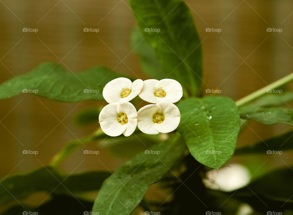 Floral photography - Crown of thorn - with rain drops