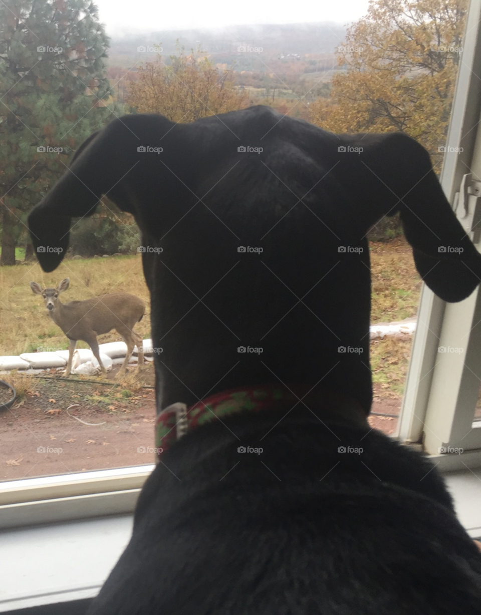 Lady wants to play with the deer