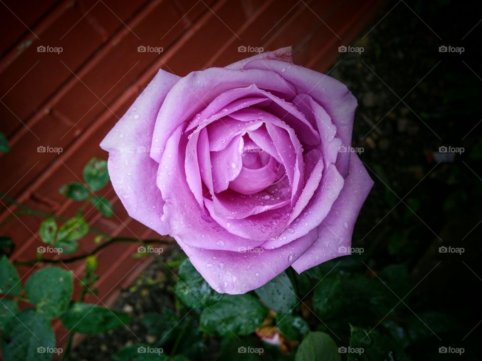 pink rose