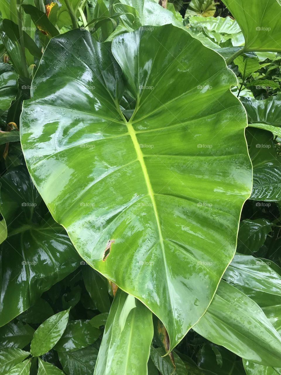 Wet leaf in rainforest